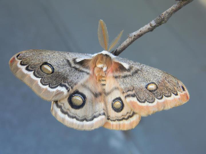 Neoris schencki - bilateral gynandromorph (looks more like Saturnia pyri) (Internet Image property of respective owner, non-commercial use only)